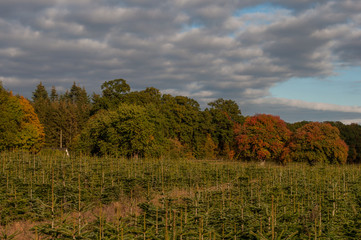 Danish forest and Christmas trees