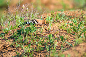 Common hoopoe or Upupa epops in steppe