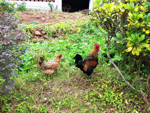 Chicken and rooster hiding in bushes. Simple life in a village.