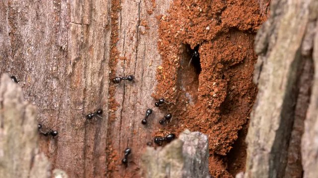 Jet black ants (Lasius fuliginosus)