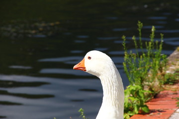 abstract goose