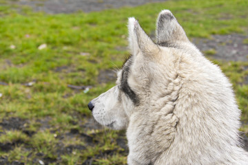 Obraz premium Siberian husky lurking on their prey