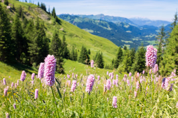 Fototapeta premium Bavarian Alps with mountain view and meadows in the Allgau