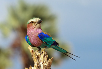 Close up of a colourful liacl breasted Roller perched on a dead tree stump
