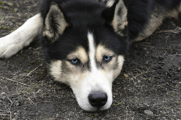 Portrait of lying Siberian husky with blue eyes