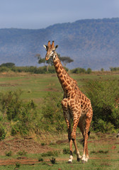 Giraffe standing on the open savannah of Hwange with a natural bushveld and mountain background, Zimbabwe