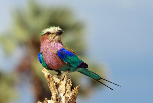 Close up of a colourful liacl breasted Roller perched on a dead tree stump