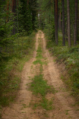 Fototapeta na wymiar country road in forest