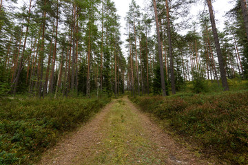 country road in forest