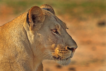 Side Profile of a beautiful Lioness face with a natural plain background, Hwange, Zimbabwe