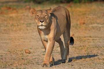 Lioness strolling on the plains and looking directly into camera, Hwange,  Zimbabwe