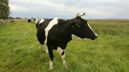 Big cow