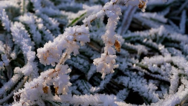 Hoar frost on grass - (4K)