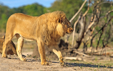 Golden coloured Male Lion with magnificent Mane standing against a natural bushveld background in Hwange, Zimbabwe