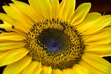 Pszczoła zapyla wielki żółty kwiat słonecznika - obrazy, fototapety, plakaty