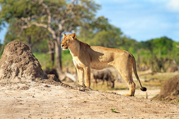 Naklejka premium Full frame Lioness standing next to a termite mound with a natural bushveld background, Hwange Zimbabwe