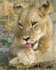 Fototapeta na wymiar Lioness resting and licking it's paw with tongue on show in Hwange, Zimbabwe