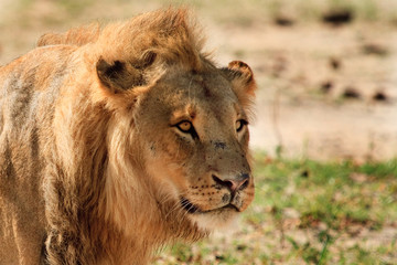 Fototapeta na wymiar Full frame scarred Male Lion head with a natural plains background