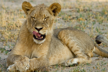 Adolescent Lion , resting with eyes closed and licking lips.  Content and relaxed Lion, Hwange, Zimbabwe