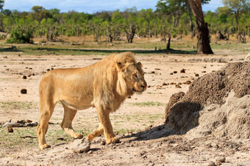 Blunde coloured male lion walking on the plains of Hwange, with a natural bushveld background, Zimbabwe