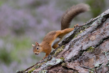 Red Squirrel, Loch an Eilein, on pine tree