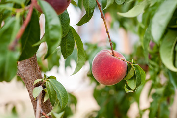 Up close view of peach tree hanging on a branch.