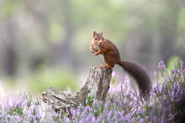 Red Squirrel, Loch an Eilein, Neil McIntyre's hide, august 2017
