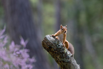 Red Squirrel, Loch an Eilein, perched at top of log with backdrop of purple heather