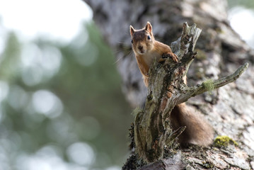 Red Squirrel, Loch an Eilein, perched on branch looking staight ahead