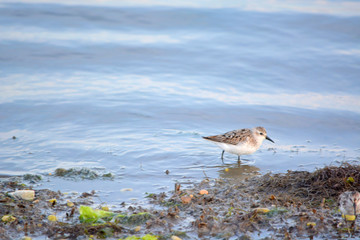 Sandpipers Gathered at the Edge of the Bay in Search of Food