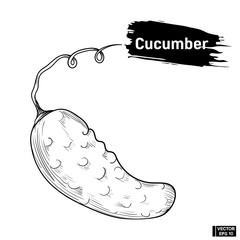 Cucumber sketch hand drawing