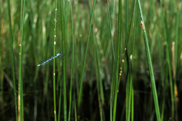 Azure damselfly (coenagrion puella) among green rushes