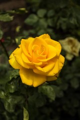 Yellow Flower, Xochimilco, Mexico
