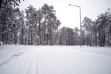 Ski trail in a pine forest