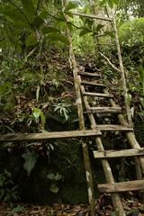 Forest Ladder