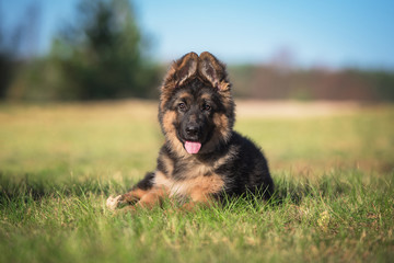 German shepherd puppy lying on the lawn © Rita Kochmarjova