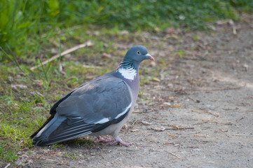 pigeon in the nature