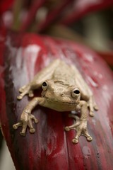Treefrog