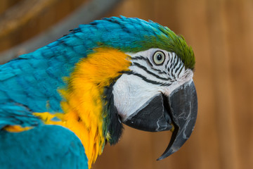 blue yellow ara © Alfredo