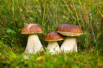 Boletus edulis, edible mushroom