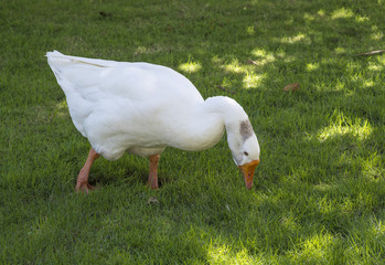 White goose is looking for a food in the green grass