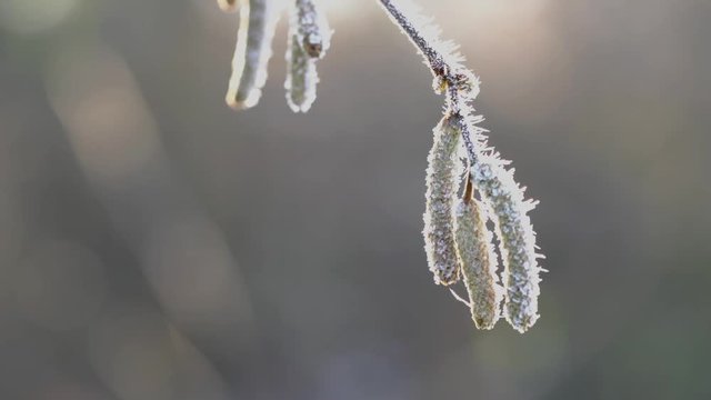Hoar frost on Hazel branch - (4K)