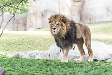 Obraz premium African lion, male