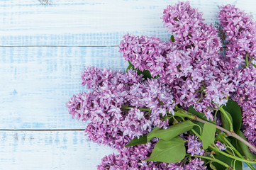 Beautiful fresh branch of lilac blossoms on a light blue wooden background.