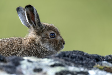 Mountain hare leveret (lepus timidus) looking to the right