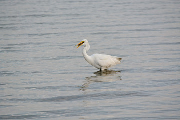 Fototapeta na wymiar Great White Egret Eating Flounder in the Bay at Sunrise on a Summer Morning