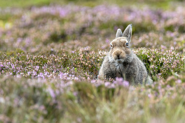 Mountain Hare (Lepus Timidus) sitting in purple heather looking straight ahead