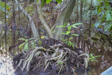 The bog in the primeval forest with rees and plants