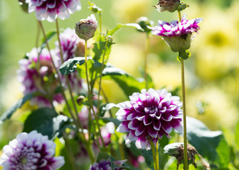 Flowers  dahlia in the garden