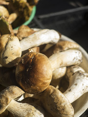 Boletus edulis mushroom